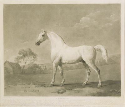 Mambrino, według George Stubbs, 1788 (mezzotinta) autorstwa Charles Howard Hodges