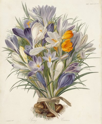 Wiosenne Krokusy, talerz z Transactions of the Horticultural Society, Londyn, t. VII, 1830 r. (rycina ręcznie kolorowana) autorstwa Charles John Robertson