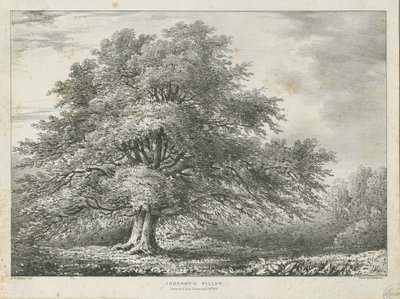 Lichfield - ["Dr. Johnson"] Willow Tree: litografia, nd [1789-1850] autorstwa Charles Joseph Hullmandel
