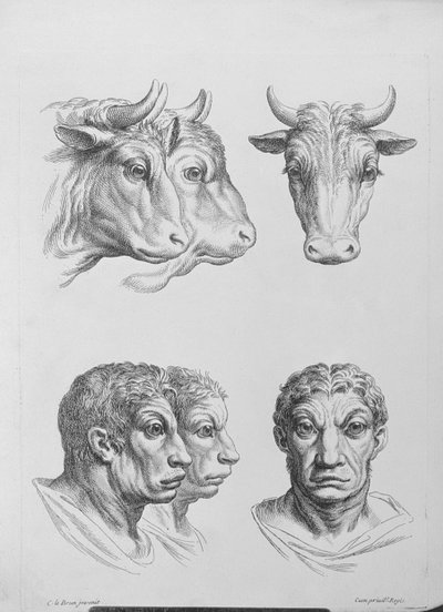 Podobieństwa między głową wołu a człowiekiem, z „Księgi portretów dla tych, którzy zaczynają rysować” Le Bruna autorstwa Charles Le Brun