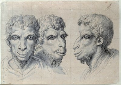 Studia trzech głów mężczyzn przywołujące fizjonomię wielbłąda Rysunek Charlesa Lebruna (Le Brun) (1619-1690) XVII wiek. Ciemny. 0,22x0,32m. Paryż, Luwr autorstwa Charles Le Brun