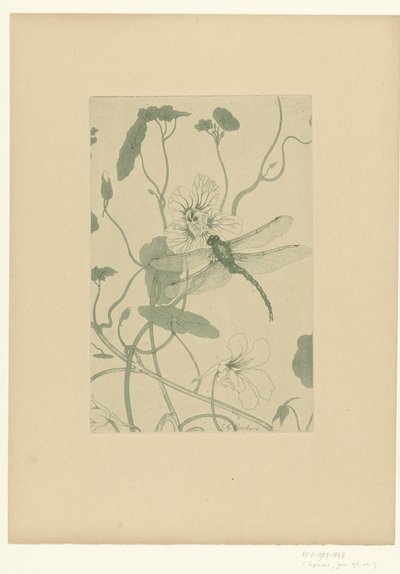 Ważka na kwiecie nasturcji Fleurs L