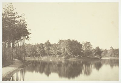 Bez tytułu, ok. 1850. [Drzewa nad wodą w Bois de Boulogne, park w Paryżu]. autorstwa Charles Marville