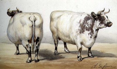 Badanie dwóch krów długorogich (akwarela) autorstwa Charles Oliver de Penne