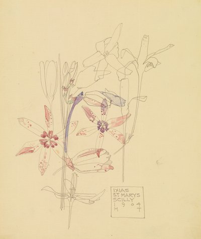 Ixias autorstwa Charles Rennie Mackintosh