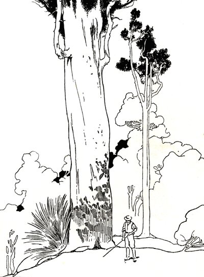 Drzewo Kauri, 1912 autorstwa Charles Robinson