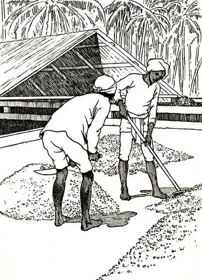 Suszenie kakao, 1912 autorstwa Charles Robinson