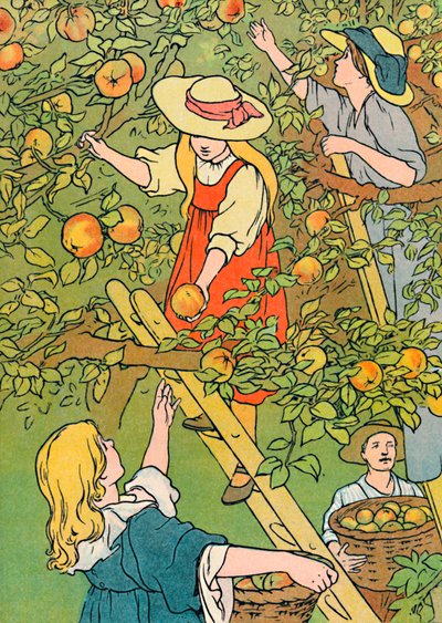 Zbieranie owoców, 1912 autorstwa Charles Robinson