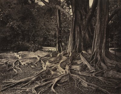 Drzewo kauczukowe, Assam, Indie (Ficus Elastica) autorstwa Charles T. Scowen