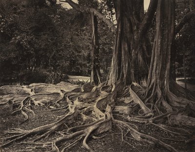 Drzewo kauczukowe, Assam, Indie Ficus Elastica, ok. 1880 r. autorstwa Charles T. Scowen