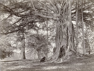 Dżentelmen siedzący pod dużym rodzimym drzewem na brytyjskim Cejlonie, obecnie zwanym Sri Lanka, lata 80. XIX wieku autorstwa Charles T Scowen and Co