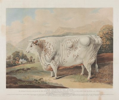 Róża z Yorkshire autorstwa Charles Turner