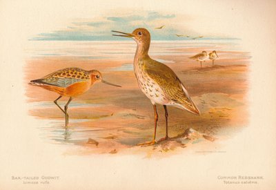 Szlamnik rycyk Limosa rufa, krwawodziób krwawodziób, 1900, 1900 autorstwa Charles Whymper