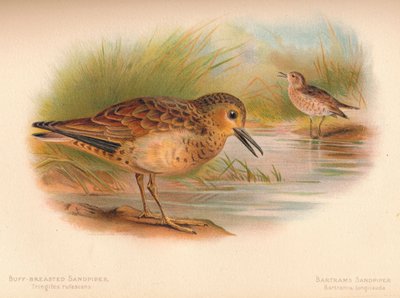 Buff-breasted Sandpiper Tringites rufescns, Bartrams Sandpiper Bartramia longicauda, 1900, 1 autorstwa Charles Whymper