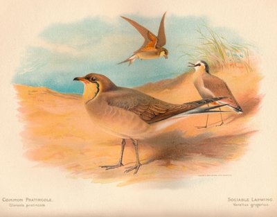 Pratincole pospolita Glareola pratincola, czajka towarzyska Vanellus gregarius, 1900, 1900 autorstwa Charles Whymper