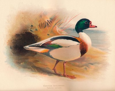 Ohar Tadorna cornuta, 1900, 1900 autorstwa Charles Whymper