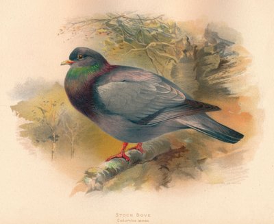 Zdjęcie Dove Columba aenas, 1900, 1900 autorstwa Charles Whymper
