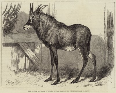 Antylopy konne z Nubii, w ogrodach Towarzystwa Zoologicznego autorstwa Charles William Carter