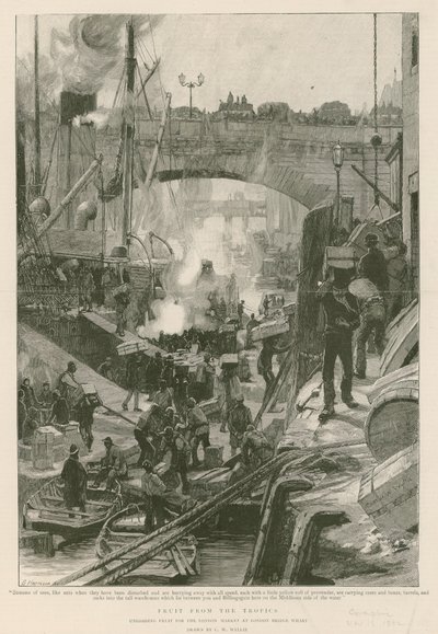 Owoce z tropików (grawerowanie) autorstwa Charles William Wyllie