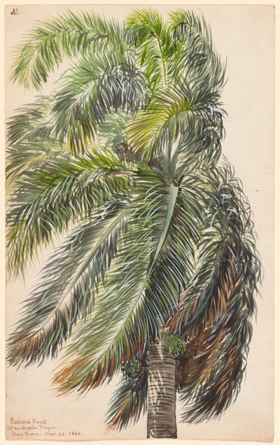 Palma Real autorstwa Charles de Wolf Brownell