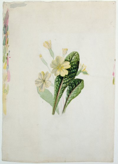 Studium pierwiosnka, ok. 1830 (wc na papierze) autorstwa Charlotte Bronte