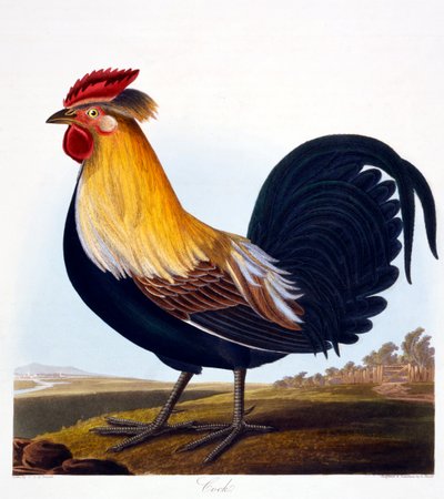 Kogut (Phasianus), grawerowany przez Roberta Havella, Jr (1793-1878), 1835 autorstwa Charlotte L. E. Perrott