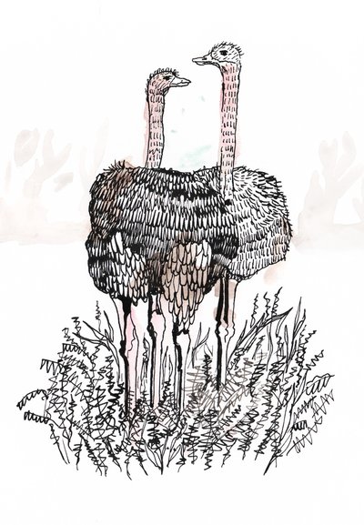 Flamingi, 2018 (pióro i atrament) autorstwa Charlotte Orr