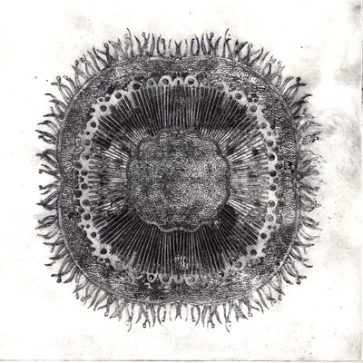Plant Cells, 2019 (trawienie suchej temperatury) autorstwa Charlotte Orr