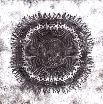 Plant Cells, 2019 (trawienie suchej temperatury) autorstwa Charlotte Orr