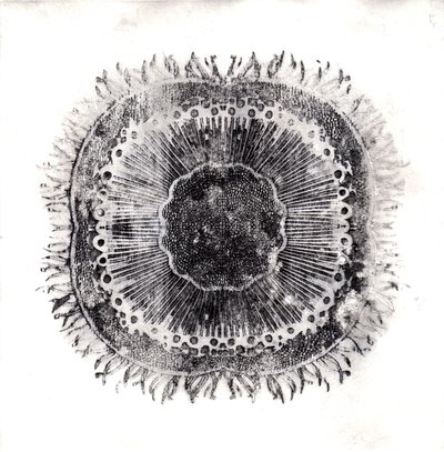Plant Cells, 2019 (trawienie suchej temperatury) autorstwa Charlotte Orr