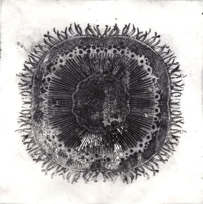 Plant Cells, 2019 (trawienie suchej temperatury) autorstwa Charlotte Orr