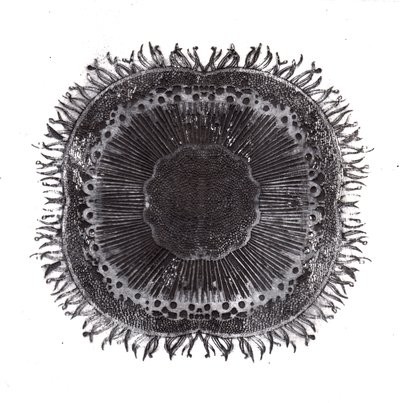 Plant Cells, 2019 (trawienie suchej temperatury) autorstwa Charlotte Orr