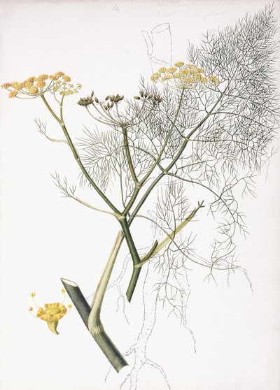 Studium botaniczne, 1822-1845 autorstwa Charlotte Strickland