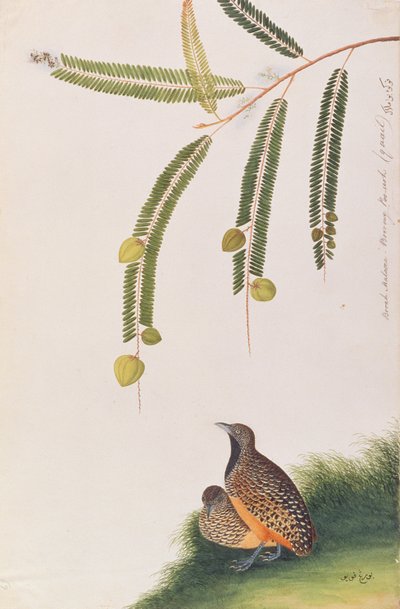 Przepiórka z poprzeczką, z Rysunków ptaków z Malakki, ok. 1805-18 (wc na papierze) autorstwa Chinese School