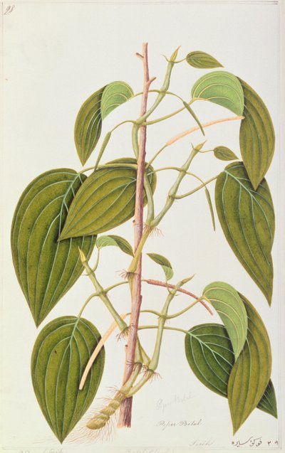 Liść Betel, z Pięćdziesięciu pięciu rysunków roślin leczniczych z Malakki, tom 1, ok. 1805-18 (wc na papierze) autorstwa Chinese School