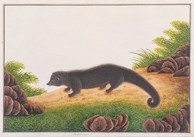 Binturong, z Rysunków zwierząt, owadów i gadów z Malakki, ok. 1805-18 (wc i gwasz na papierze) autorstwa Chinese School
