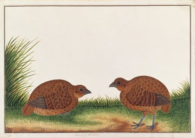 Czarna kuropatwa, z Rysunków ptaków z Malakki, ok. 1805-18 (wc na papierze) autorstwa Chinese School