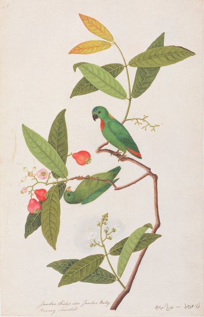 Wisząca papuga z niebieską koroną, z Rysunków ptaków z Malakki, ok. 1805-18 (wc na papierze) autorstwa Chinese School