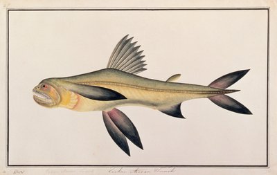 Bombay Duck, z Rysunków ryb z Malakki, ok. 1805-18 (wc na papierze) autorstwa Chinese School