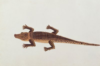 Boo-ay-ah Alligator, z Rysunków zwierząt, owadów i gadów z Malakki, ok. 1805-18 (wc i gwasz na papierze) autorstwa Chinese School