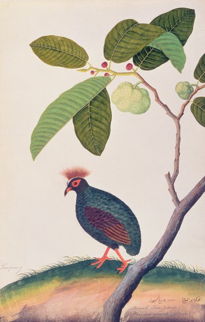 Booah Tumpang, z Rysunków ptaków z Malakki, ok. 1805-18 (wc na papierze) autorstwa Chinese School