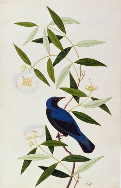 Boorah Farleeh, z Rysunków ptaków z Malakki, ok. 1805-18 (wc na papierze) autorstwa Chinese School