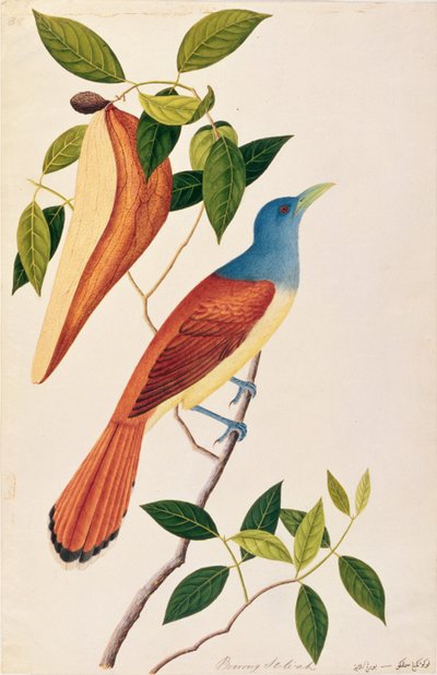 Boorong Seli-ah, z Rysunków ptaków z Malakki, ok. 1805-18 (wc na papierze) autorstwa Chinese School