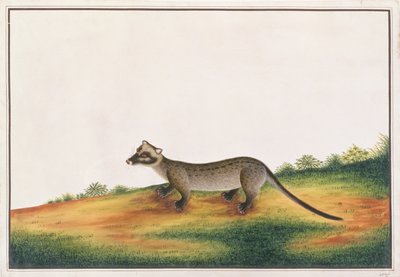 Cywet palmowy, z Rysunków zwierząt, owadów i gadów z Malakki, ok. 1805-18 (gwasz i wc na papierze) autorstwa Chinese School