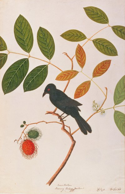 Drongo kruczodzioby, z Rysunku ptaków z Malakki, ok. 1805-18 (wc na papierze) autorstwa Chinese School