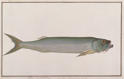 Dorab Wolf-śledź, z Rysunków ryb z Malakki, ok. 1805-18 (wc na papierze) autorstwa Chinese School