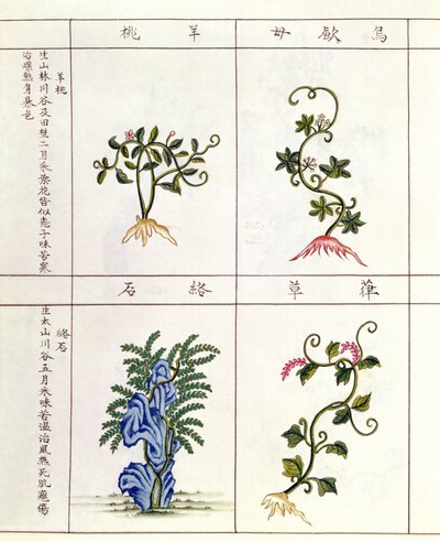 Cztery rośliny z Pen Tsao, kolekcja roślin leczniczych, XVIII-XIX w. autorstwa Chinese School