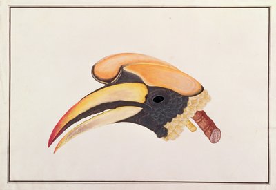 Dzioborożec wielki, z Rysunków ptaków z Malakki, ok. 1805-18 (wc na papierze) autorstwa Chinese School