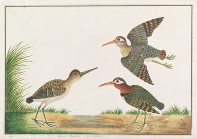 Dubeltowiec malowany, z Rysunków ptaków z Malakki, ok. 1805-18 (wc na papierze) autorstwa Chinese School