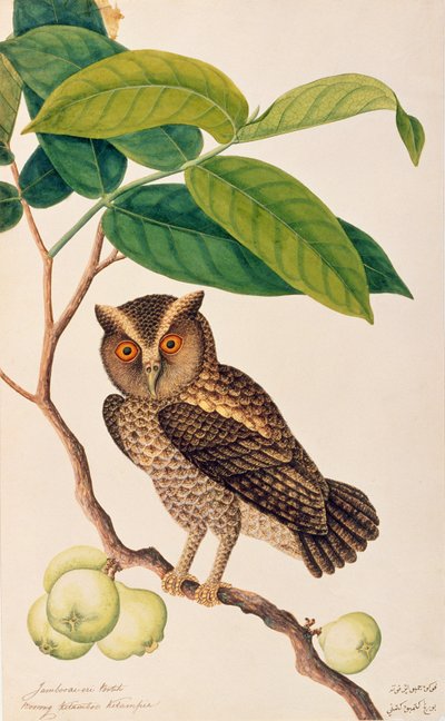 Jambooai-eri Pootih, Boorong Ketamboo Ketampin, z Rysunków ptaków z Malakki, ok. 1805-18 (wc na papierze) autorstwa Chinese School